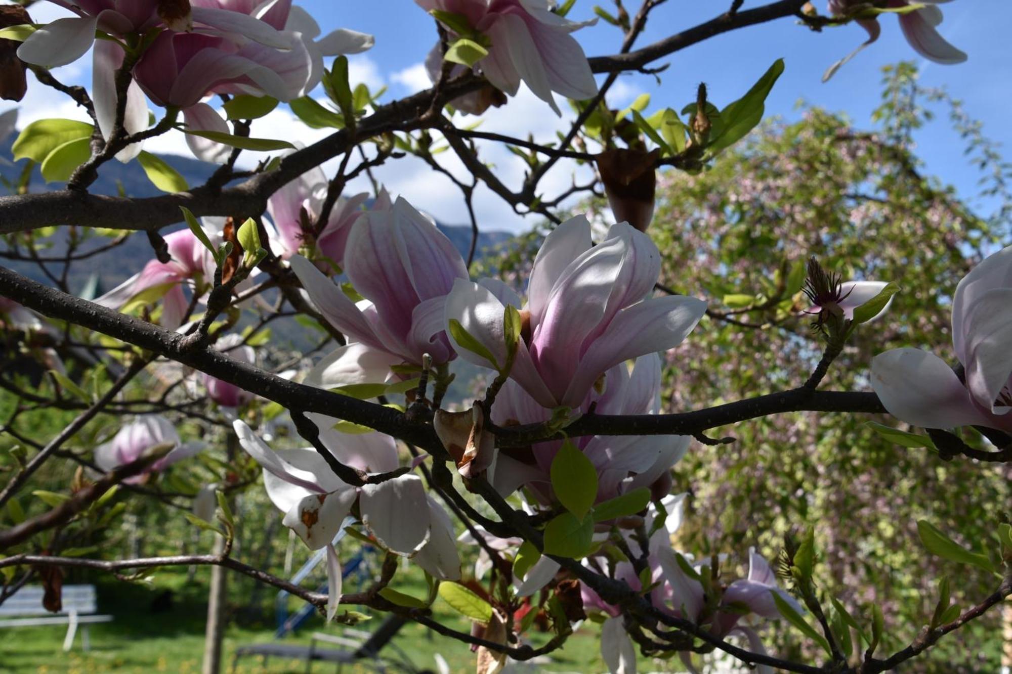Angerburg Blumenhotel Appiano sulla Strada del Vino Kültér fotó